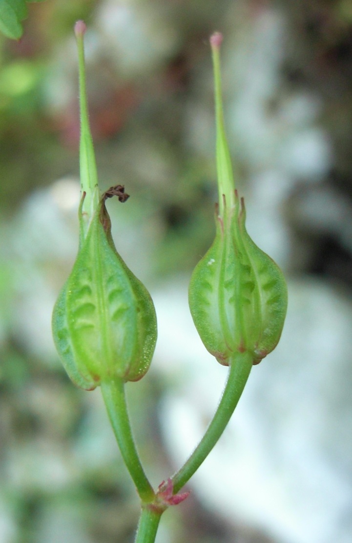 Geranium lucidum